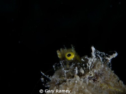 Secretary Blennies became my favorite subject in Bonaire.... by Gary Ramey 